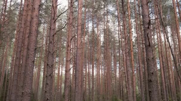 Grands pins nus dans la forêt en journée ensoleillée d'automne. — Video