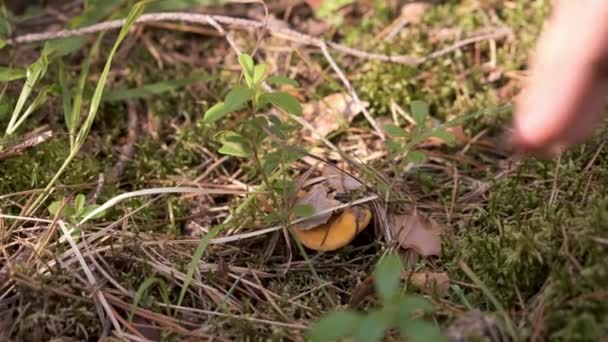 Femeie este ridicarea ciuperci în pădure, vedere de aproape mână . — Videoclip de stoc