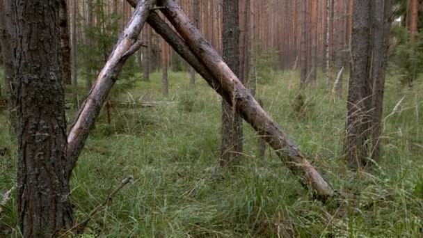 Bukott fenyőfák a fenyőerdőben zöld füvön, közelkép, faipar. — Stock videók