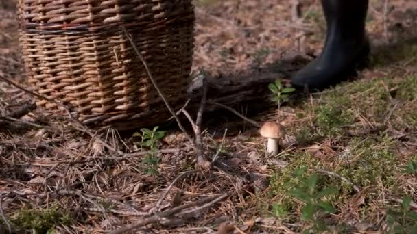 女人在森林里的柳条篮里采摘蘑菇，近距离观察. — 图库视频影像