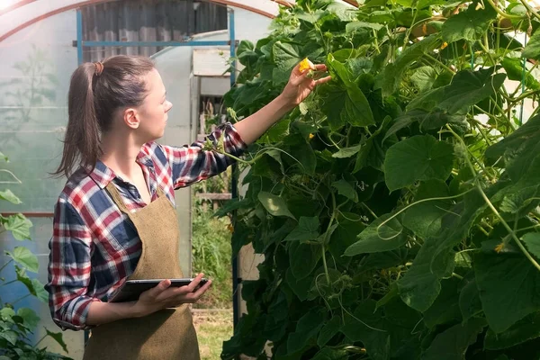 Mujer agrónoma realiza inspección de pepinos y pone indicadores en la tableta. — Foto de Stock