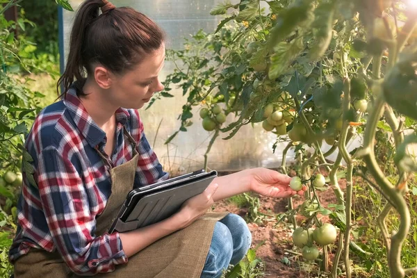 Mujer agrónoma realiza inspección de tomates y pone indicadores en la tableta. — Foto de Stock