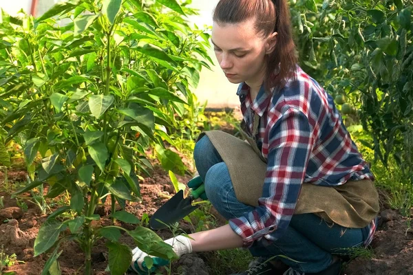 Mujer jardinero está trabajando en las malas hierbas del invernadero y afloja el suelo con una pala. — Foto de Stock