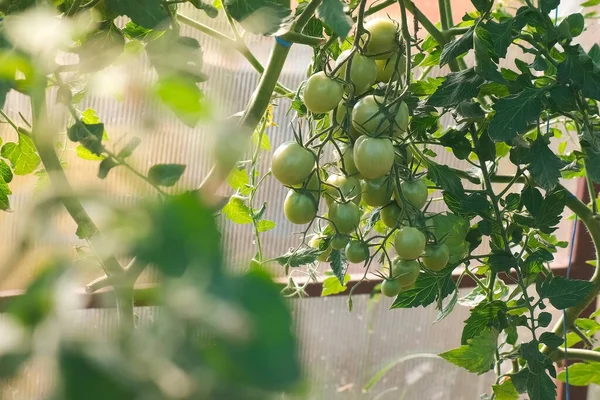 Нестиглі зелені органічні помідори на гілках в теплиці, вид крупним планом . — стокове фото