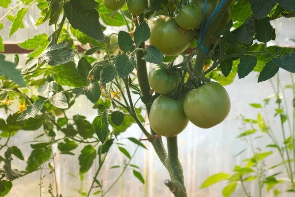 Незрелые зеленые органические помидоры на ветвях теплицы, вид крупным планом. — стоковое фото
