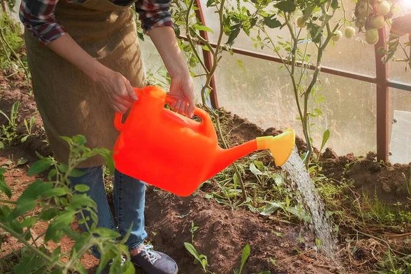散水缶を使用して温室内のトマトを散水女性庭師、クローズアップビュー. — ストック写真
