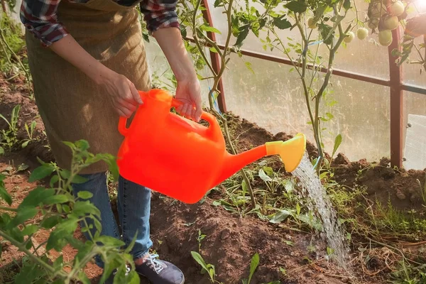 Mujer jardinero regando tomates en invernadero usando regadera, vista de primer plano. — Foto de Stock