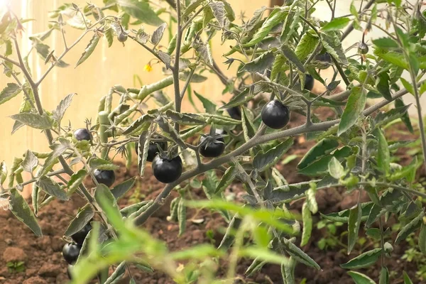 Черные органические помидоры на ветвях в теплице, вид крупным планом. — стоковое фото