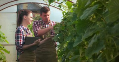 Agronomistler kadın ve tabletli adam salatalıklı serada çalışıyorlar..