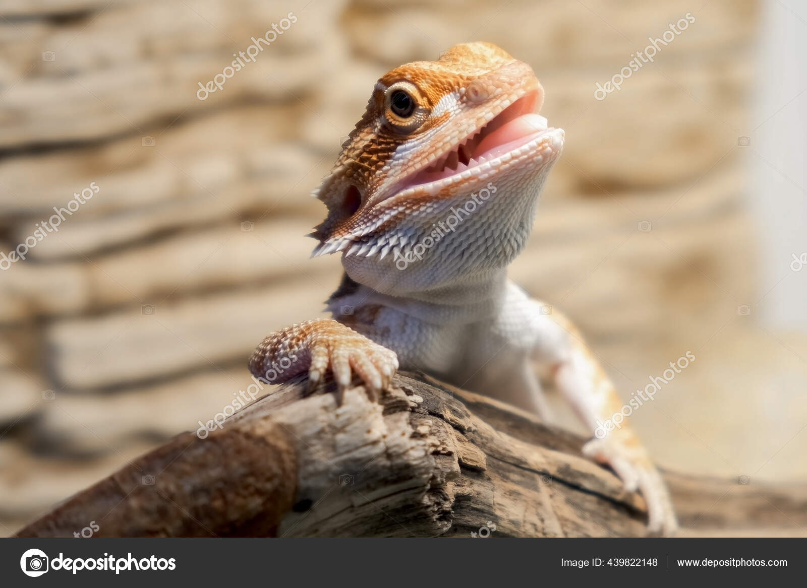 髭を生やしたアガマドラゴンの赤ちゃんは口を開けてテラリウムで丸太の上に座っている ストック写真 C Familylifestyle 髭を生やしたアガマドラゴンの赤ちゃんは口を開けてテラリウムで丸太の上に座っている ストック写真 C Familylifestyle