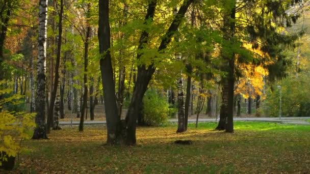 Красивый вид на осенний парк с зелеными и желтыми листьями в городе. — стоковое видео