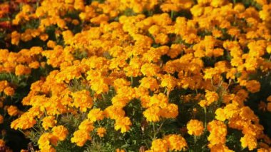 Turuncu kadife çiçeği güzel çiçekler, yakın çekim manzarası..