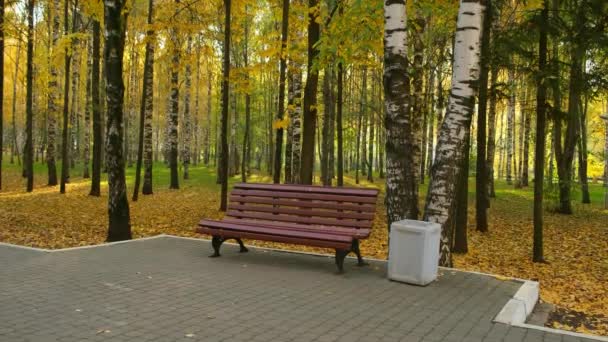 Banco de madera en el parque de la ciudad de otoño entre abedules cerca de camino de asfalto. — Vídeo de stock