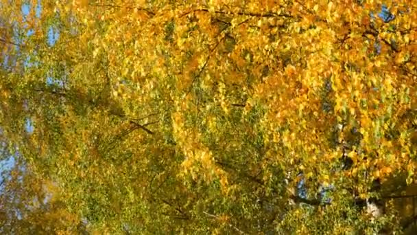 Las hojas doradas, amarillas y anaranjadas sobre las ramas de los abedules en otoño. — Vídeos de Stock
