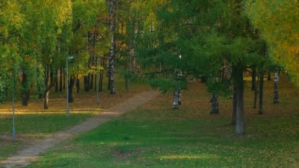 Hermosa vista del parque de otoño con hojas verdes y amarillas y pahts de asfalto. — Vídeos de Stock