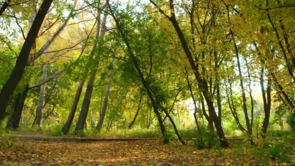 Piękny widok na jesienny park z zielonymi i żółtymi liśćmi i pachtami asfaltowymi. — Wideo stockowe