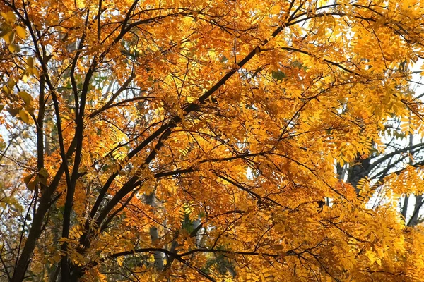 Zlaté, žluté a oranžové listy na větvích horského popela v podzimním období. — Stock fotografie