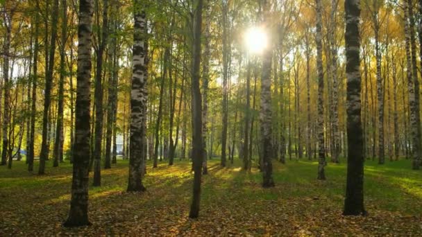 Gyönyörű kilátás őszi park zöld és sárga levelek a városban. — Stock videók