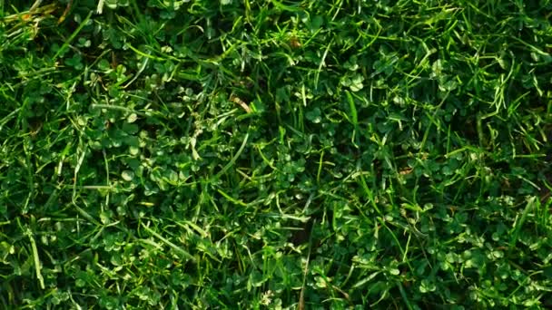 Fundo natural de grama curta verde no campo, vista superior close-up. — Vídeo de Stock