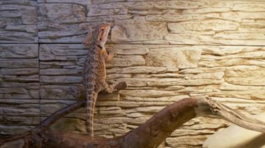 Sakallı ejderha yavrusu akvaryumundaki taş duvarda asılı, yakın plan..