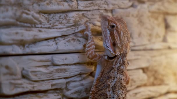 Baby of bearded agama dragon is hanging on stone wall in his terrarium, closeup. — Stock Video