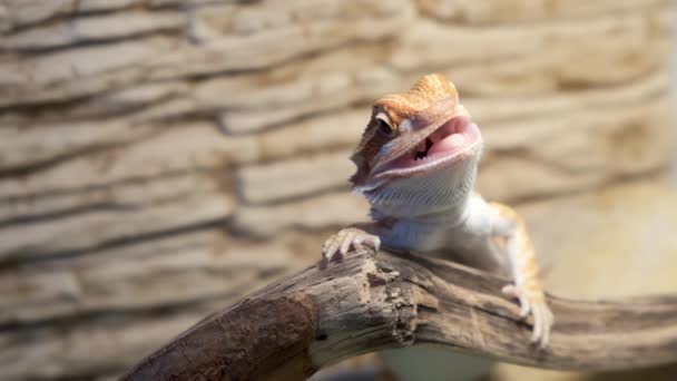 Baby of bearded agama dragon is sitting on log in his terrarium with open mouth. — Stock Video