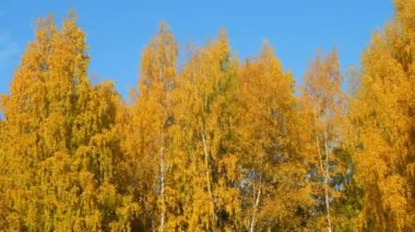 Sonbahar mevsiminde huş ağaçlarında sarı ve turuncu yapraklar mavi gökyüzü arka planında.
