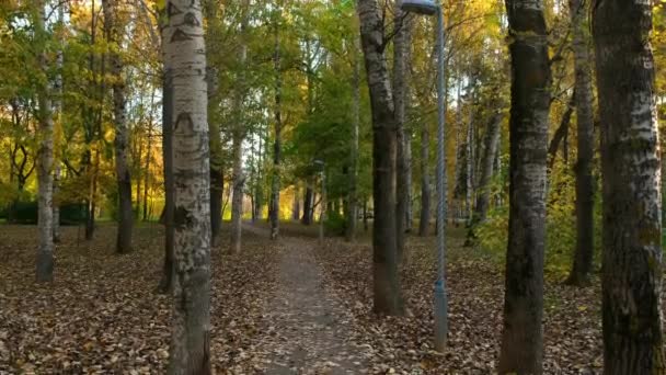 Hermosa vista del parque de otoño con hojas verdes y amarillas y pahts de asfalto. — Vídeos de Stock