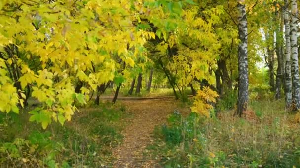 Parque de otoño con árboles hojas verdes y amarillas y senderos que cubren el follaje. — Vídeos de Stock