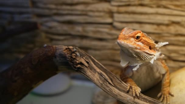 Bebé de dragón de agama barbudo con piel derramada en la cabeza se sienta en terrario. — Vídeo de stock