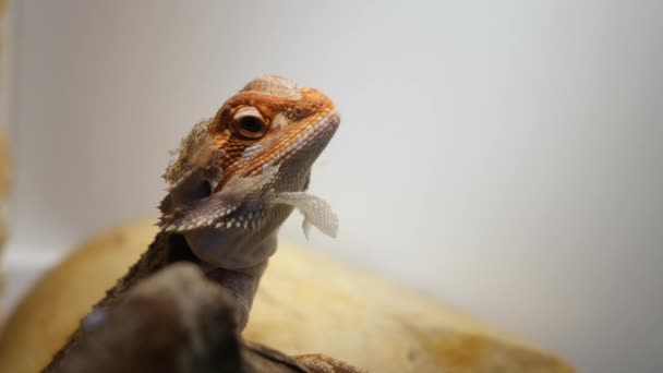 Barnet av skäggiga agama drake med fällande hud på huvudet sitter i terrarium. — Stockvideo