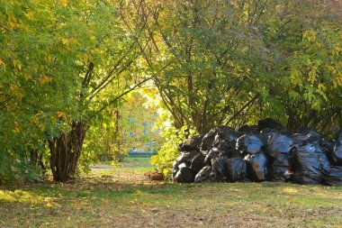 Sonbahar parkında içinde çöp olan siyah çöp torbaları, mevsimlik temizlik..