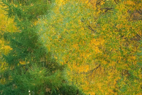 Green and yellow leaves on branches of trees in autumn season, closeup view. — Stock Photo, Image