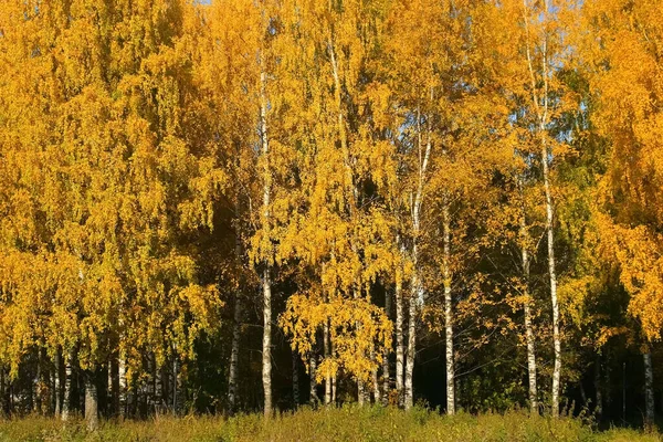 Golden, yellow and orange leaves on birches in forest in autumn season. — Stock Photo, Image