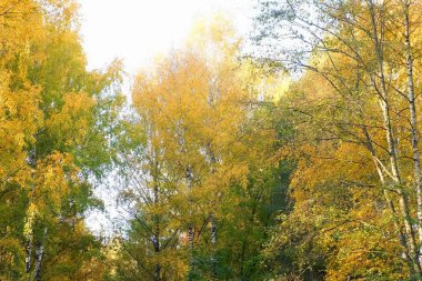Sonbahar mevsiminde ağaçların tepesindeki dallarda altın, sarı ve turuncu yapraklar.