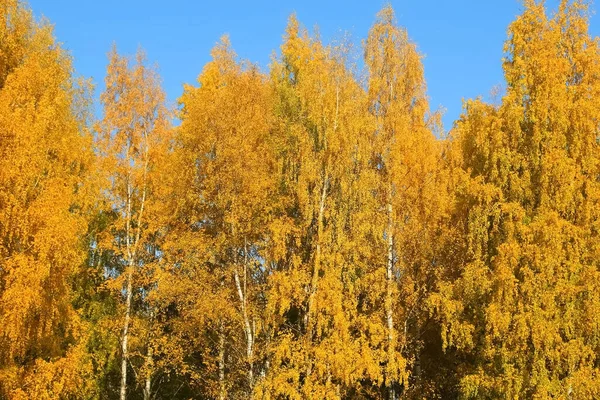 Zlaté, žluté a oranžové listy na větvích břízy v podzimním období. — Stock fotografie