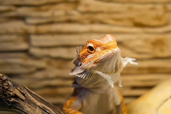 Младенец бородатого дракона с пролитой кожей на голове сидит в террариуме. — стоковое фото