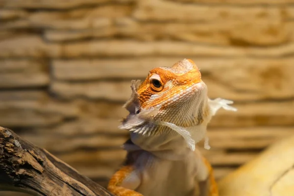 Bebê de dragão agama barbudo com pele derramando na cabeça senta-se em terrário. — Fotografia de Stock