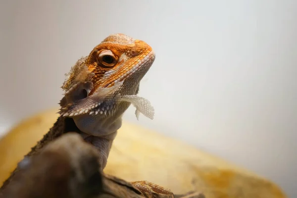 Kafasına deri döken sakallı ejderha yavrusu teraryumda oturuyor..