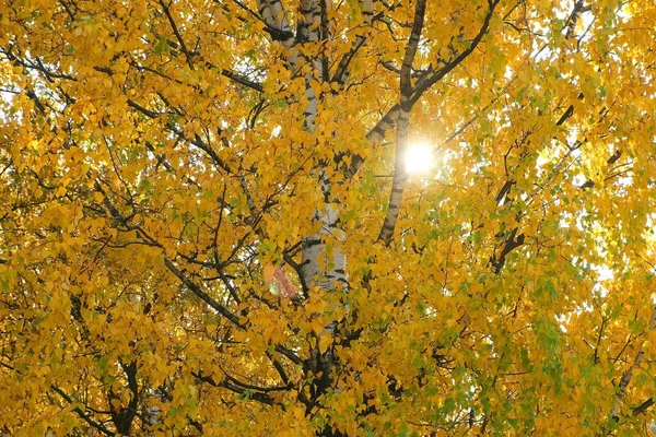 Zlaté, žluté a oranžové listy na větvích břízy v podzimním období. — Stock fotografie