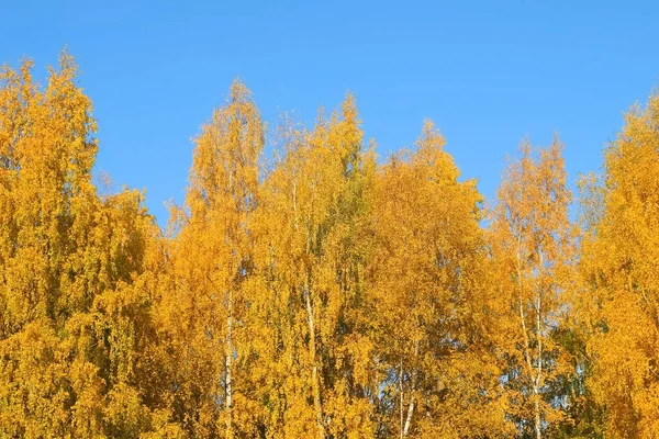 Žluté a oranžové listy na březích v podzimní sezóně na modrém pozadí oblohy. — Stock fotografie