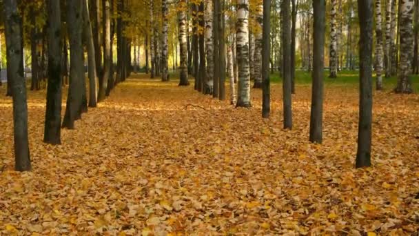 Sikátor ősszel városi park, amely a föld sárga levelek napsütéses napon. — Stock videók