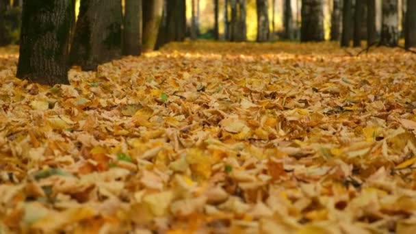 Allée dans le parc de la ville d'automne avec couverture des feuilles jaunes, vue rapprochée. — Video