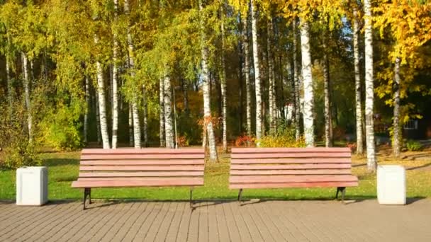 Dos bancos de madera en el parque de otoño de la ciudad entre abedules cerca de camino de asfalto. — Vídeo de stock