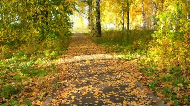 Piękny widok na jesienny park z zielonymi i żółtymi liśćmi i pachtami asfaltowymi. — Wideo stockowe