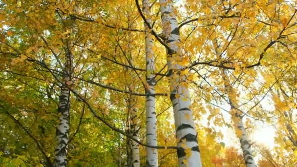 Las hojas doradas, amarillas y anaranjadas sobre las ramas de los abedules en otoño. — Vídeos de Stock