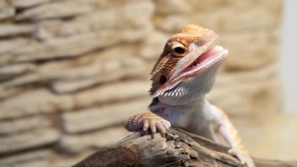 Малыш бородатого дракона сидит на бревне в террариуме с открытым ртом. — стоковое видео