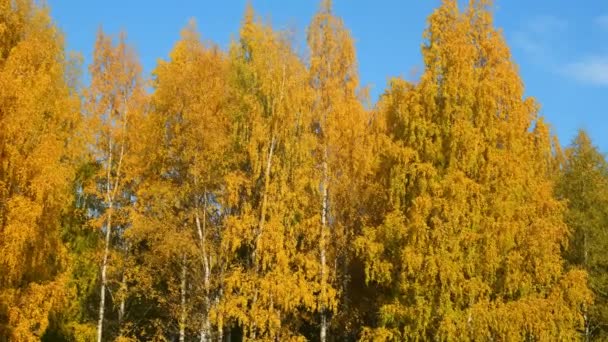 Foglie d'oro, gialle e arancioni su rami di betulle durante stagione di autunno. — Video Stock