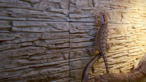 Barnet av skäggiga agama drake hänger på stenvägg i sitt terrarium, närbild. — Stockvideo