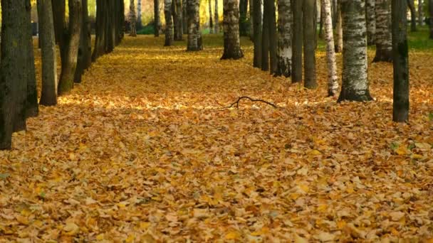 Alley in autumn city park with covering ground yellow leaves in sunny day. — Stock Video